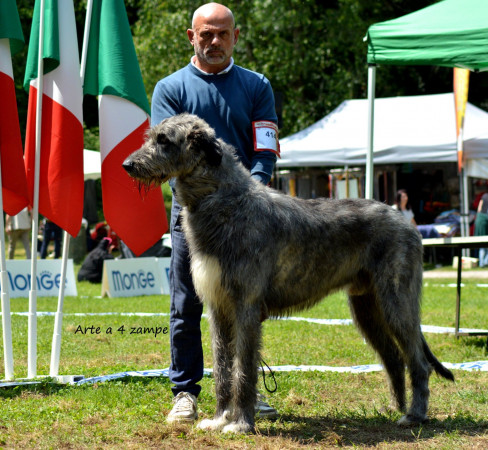 National Dog Show Seveso 🇮🇹