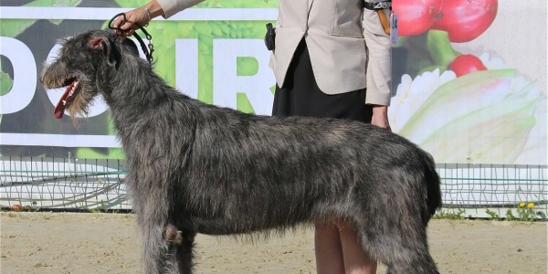 NANTES DOG SHOW 2018 – IRISH WOLFHOUND  SPECIALTY