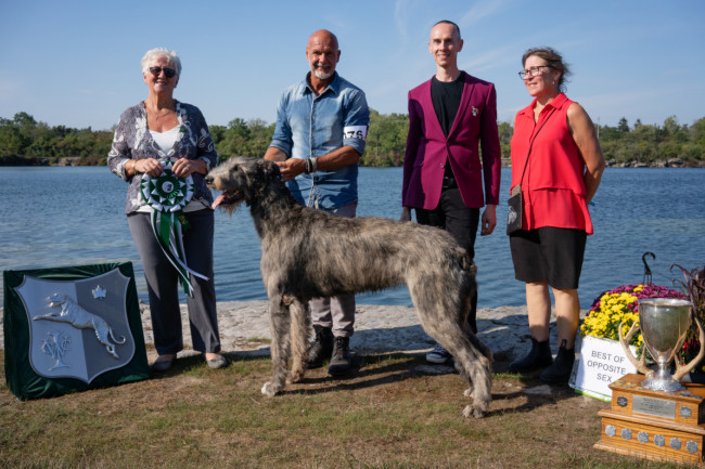 National and the Ontario Regional Specialties  2019 by Alex Riva   published  in Irish Wolfhound World Magazine