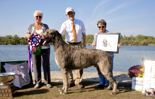 National and the Ontario Regional Specialties  2019 by Alex Riva   published  in Irish Wolfhound World Magazine