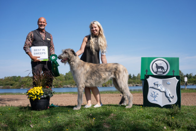 National and the Ontario Regional Specialties  2019 by Alex Riva   published  in Irish Wolfhound World Magazine