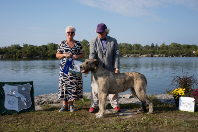 National and the Ontario Regional Specialties  2019 by Alex Riva   published  in Irish Wolfhound World Magazine