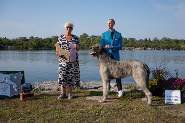 National and the Ontario Regional Specialties  2019 by Alex Riva   published  in Irish Wolfhound World Magazine