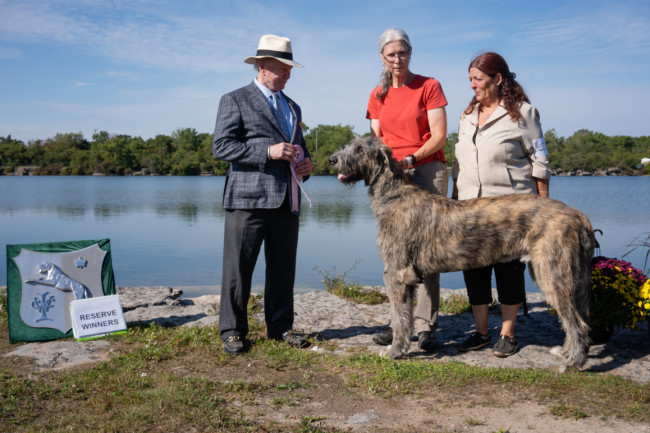 National and the Ontario Regional Specialties  2019 by Alex Riva   published  in Irish Wolfhound World Magazine