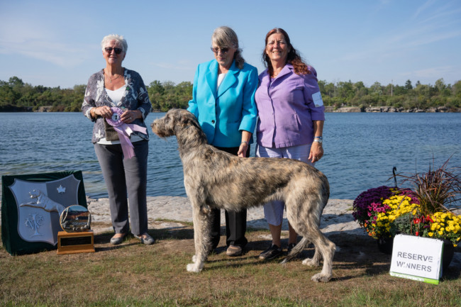 National and the Ontario Regional Specialties  2019 by Alex Riva   published  in Irish Wolfhound World Magazine