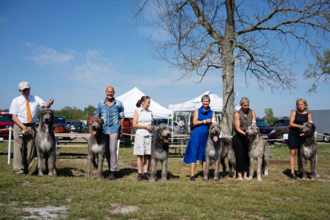 National and the Ontario Regional Specialties  2019 by Alex Riva   published  in Irish Wolfhound World Magazine