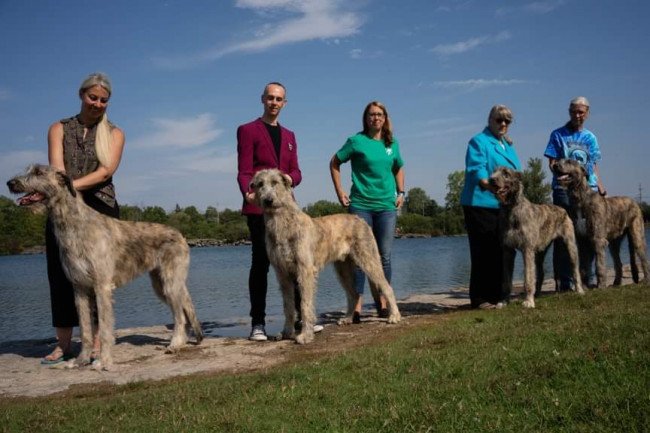 National and the Ontario Regional Specialties  2019 by Alex Riva   published  in Irish Wolfhound World Magazine