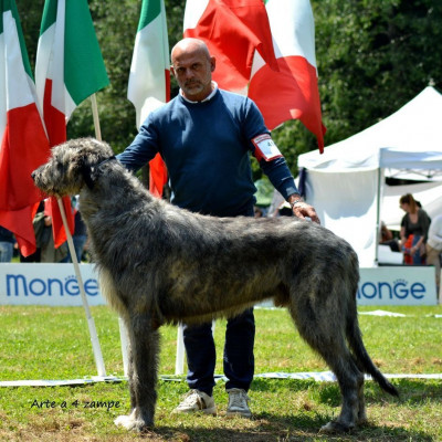 National Dog Show Seveso 🇮🇹