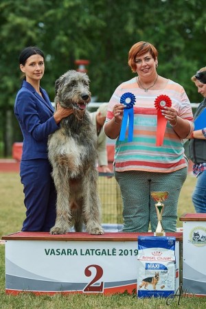 National Dog shows  Daugavpils Latvia  29.-30.06.2019   Dwarfs Valley Pascal got BIG 2 and BIG 3