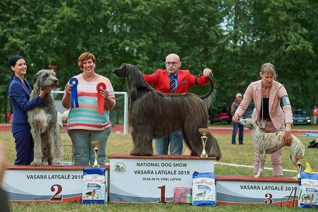 National Dog shows  Daugavpils Latvia  29.-30.06.2019   Dwarfs Valley Pascal got BIG 2 and BIG 3