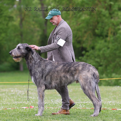 Nationale d'élevage NE RALIE 2025 ROMORANTIN 🇫🇷 Cuore got BIS JUNIOR and BEST HEAD of the Show.