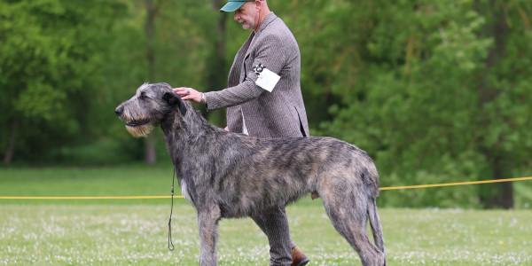 Nationale d'élevage NE RALIE 2025 ROMORANTIN 🇫🇷 Cuore got BIS JUNIOR and BEST HEAD of the Show.