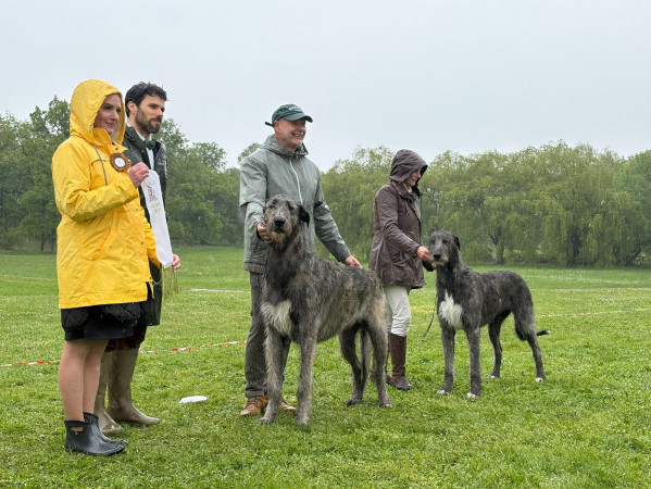 Nationale d'élevage NE RALIE 2025 ROMORANTIN 🇫🇷 Cuore got BIS JUNIOR and BEST HEAD of the Show.