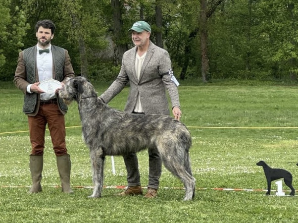 Nationale d'élevage NE RALIE 2025 ROMORANTIN 🇫🇷 Cuore got BIS JUNIOR and BEST HEAD of the Show.