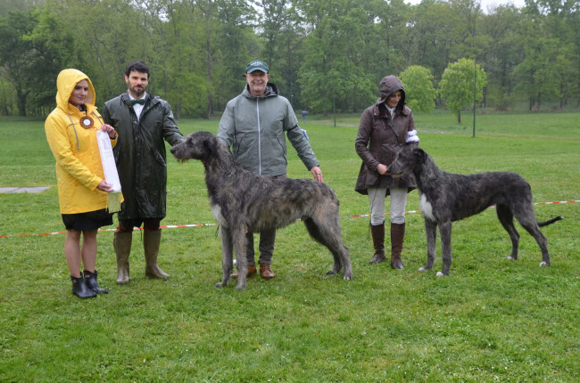 Nationale d'élevage NE RALIE 2025 ROMORANTIN 🇫🇷 Cuore got BIS JUNIOR and BEST HEAD of the Show.