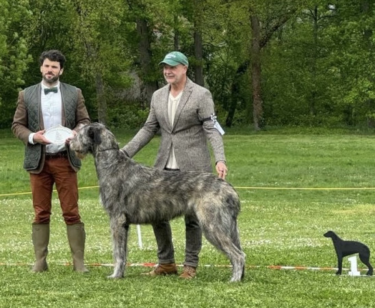 Nationale d'élevage NE RALIE 2025 ROMORANTIN 🇫🇷 Cuore got BIS JUNIOR and BEST HEAD of the Show.