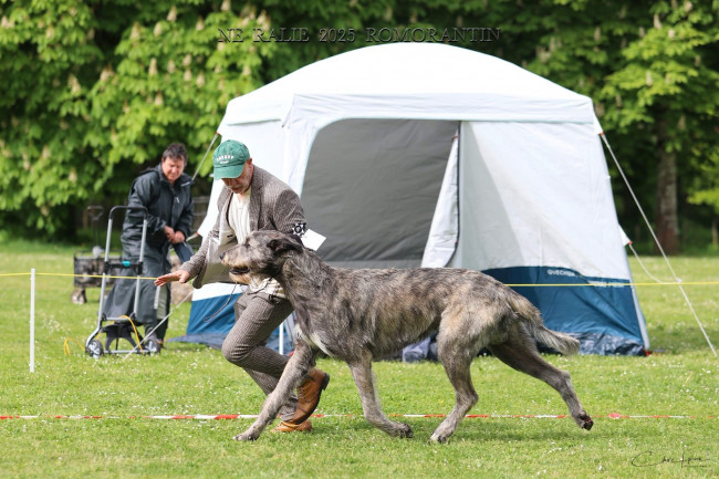 Nationale d'élevage NE RALIE 2025 ROMORANTIN 🇫🇷 Cuore got BIS JUNIOR and BEST HEAD of the Show.