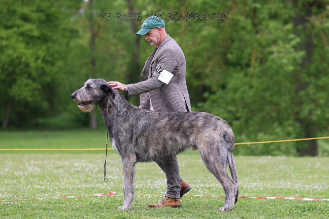 Nationale d'élevage NE RALIE 2025 ROMORANTIN 🇫🇷 Cuore got BIS JUNIOR and BEST HEAD of the Show.