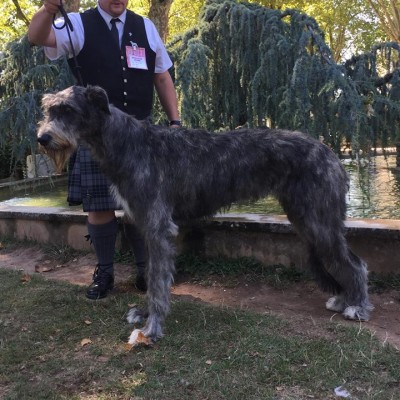 NDS Brive (France) Nurrone Of Muma 1st Exc, Best Junior, Best Of Breed and 3rd Best Of Group