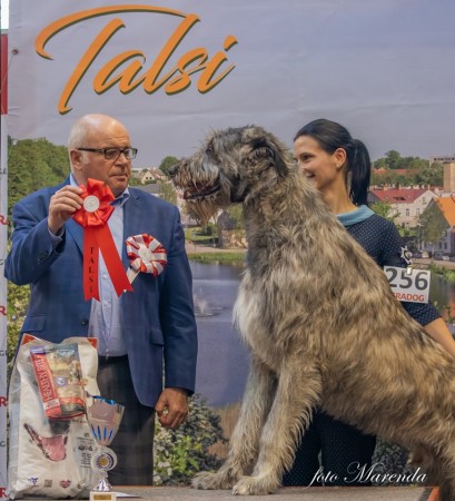 NDS Talsi Latvia Dwarfs Valley Pascal 19month (Will Scarlet Dei Mangialupi x Dwarfs Valley On The Wings Of Wind)  CAC  BOG  BIS 4 May,4