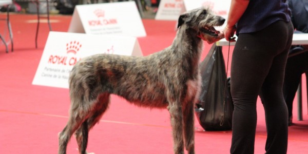 Nelliel du Second Souffle ( 15 months old) from intermediate class got 1st Exc CAC CACIB BOB at International Dog Show Toulouse (France)