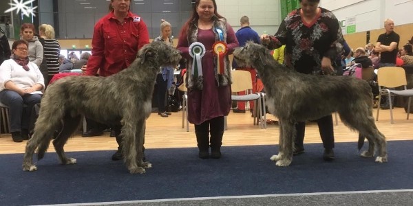 Nurmes IDS - Finland  Dwars Valley Pelton, 17 months old, got CAC CACIB BOS