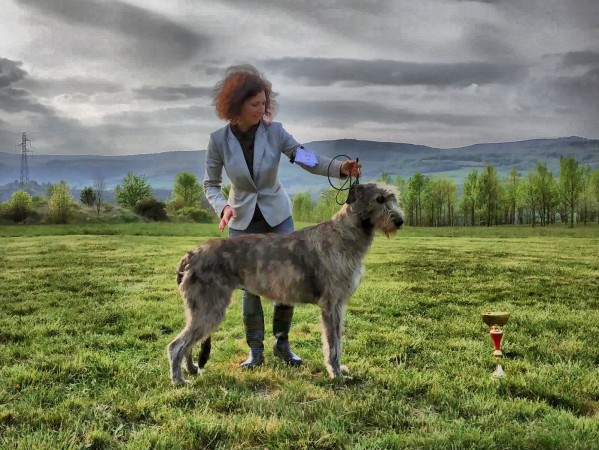 QUILLAN RALIE 2019 NATIONALE D’ELEVAGE  IRISH WOLFHOUND