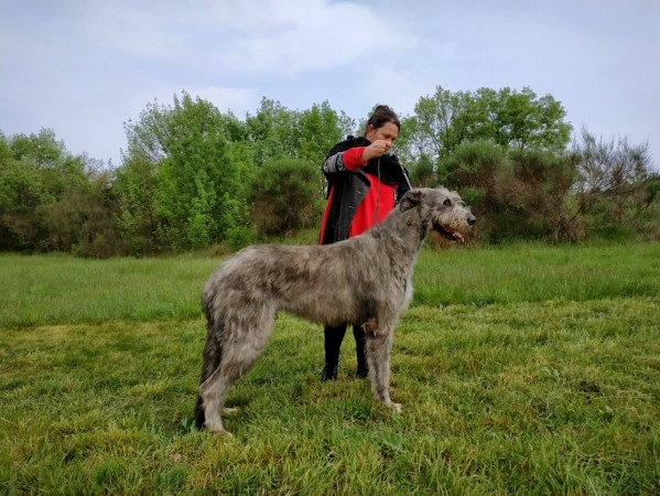 QUILLAN RALIE 2019 NATIONALE D’ELEVAGE  IRISH WOLFHOUND