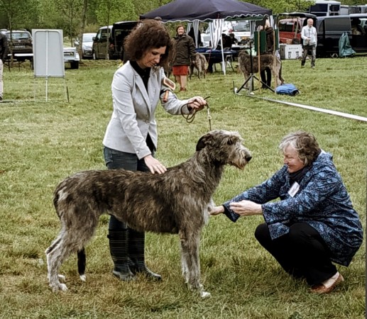 QUILLAN RALIE 2019 NATIONALE D’ELEVAGE  IRISH WOLFHOUND