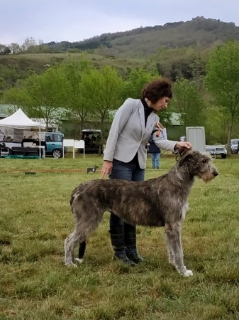 QUILLAN RALIE 2019 NATIONALE D’ELEVAGE  IRISH WOLFHOUND