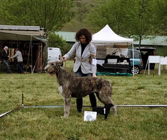 QUILLAN RALIE 2019 NATIONALE D’ELEVAGE  IRISH WOLFHOUND