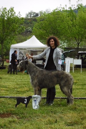 QUILLAN RALIE 2019 NATIONALE D’ELEVAGE  IRISH WOLFHOUND