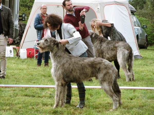 QUILLAN RALIE 2019 NATIONALE D’ELEVAGE  IRISH WOLFHOUND