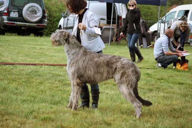 QUILLAN RALIE 2019 NATIONALE D’ELEVAGE  IRISH WOLFHOUND