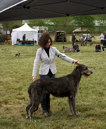 QUILLAN RALIE 2019 NATIONALE D’ELEVAGE  IRISH WOLFHOUND