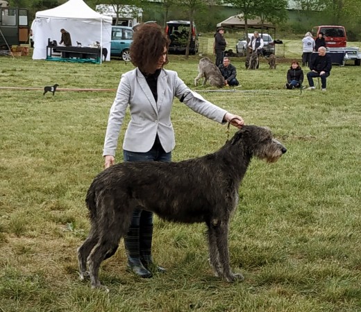 QUILLAN RALIE 2019 NATIONALE D’ELEVAGE  IRISH WOLFHOUND