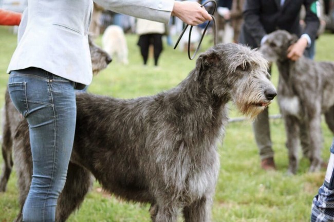 QUILLAN RALIE 2019 NATIONALE D’ELEVAGE  IRISH WOLFHOUND