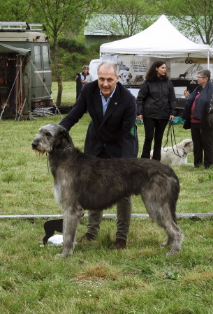 QUILLAN RALIE 2019 NATIONALE D’ELEVAGE  IRISH WOLFHOUND