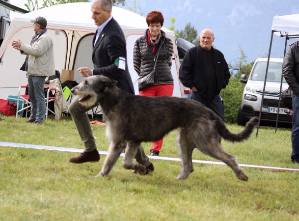 QUILLAN RALIE 2019 NATIONALE D’ELEVAGE  IRISH WOLFHOUND