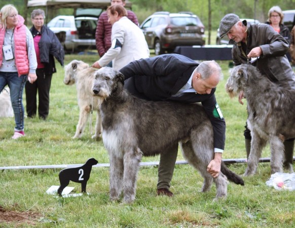 QUILLAN RALIE 2019 NATIONALE D’ELEVAGE  IRISH WOLFHOUND