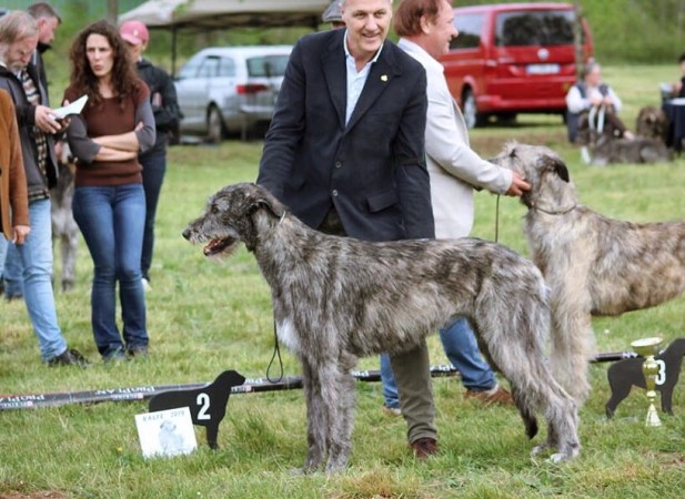 QUILLAN RALIE 2019 NATIONALE D’ELEVAGE  IRISH WOLFHOUND