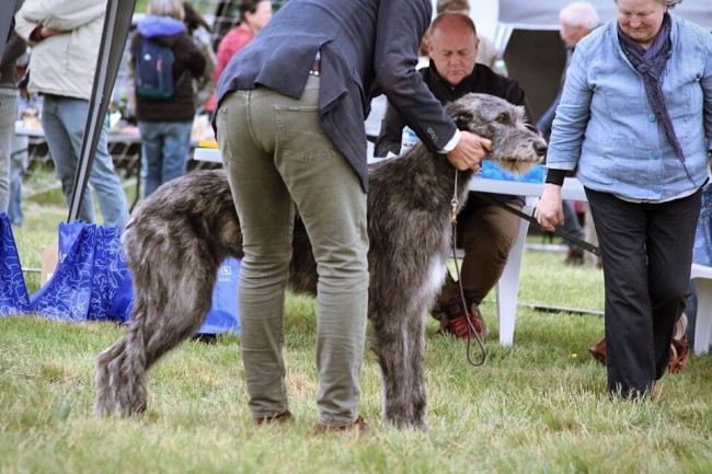 QUILLAN RALIE 2019 NATIONALE D’ELEVAGE  IRISH WOLFHOUND