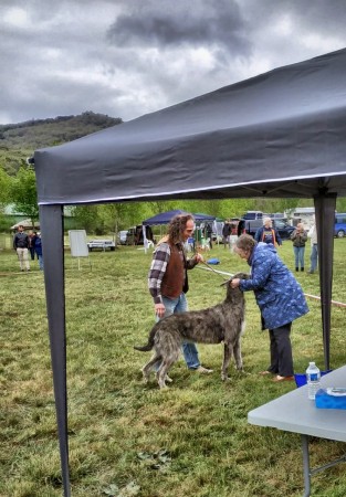 QUILLAN RALIE 2019 NATIONALE D’ELEVAGE  IRISH WOLFHOUND