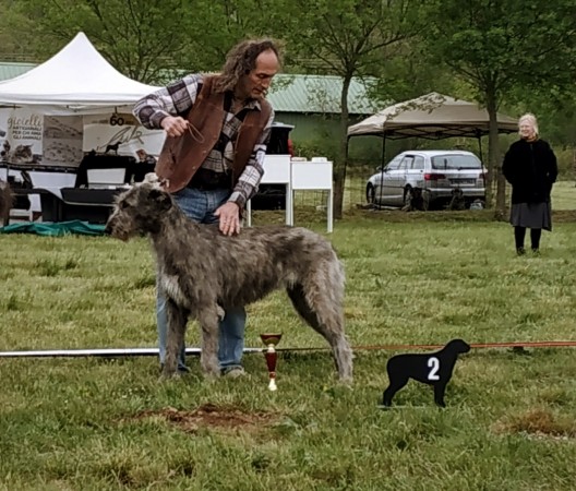 QUILLAN RALIE 2019 NATIONALE D’ELEVAGE  IRISH WOLFHOUND