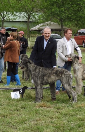 QUILLAN RALIE 2019 NATIONALE D’ELEVAGE  IRISH WOLFHOUND