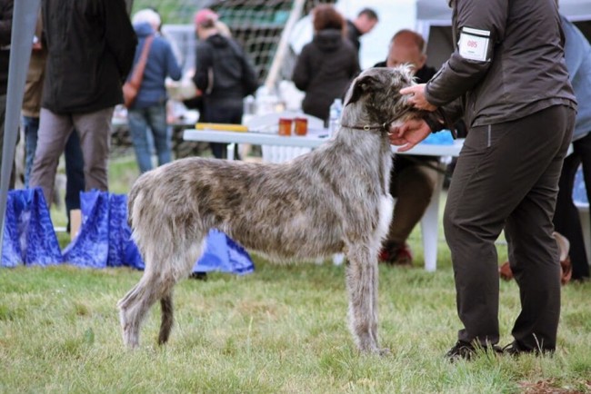 QUILLAN RALIE 2019 NATIONALE D’ELEVAGE  IRISH WOLFHOUND