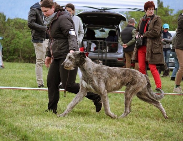 QUILLAN RALIE 2019 NATIONALE D’ELEVAGE  IRISH WOLFHOUND