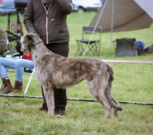 QUILLAN RALIE 2019 NATIONALE D’ELEVAGE  IRISH WOLFHOUND