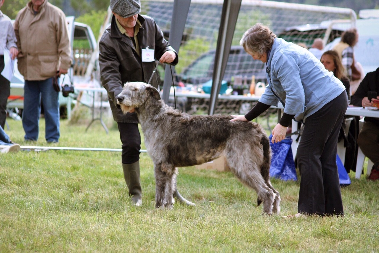 Quillan Ralie 2019 Nationale D’elevage Irish Wolfhound - News - Irish 