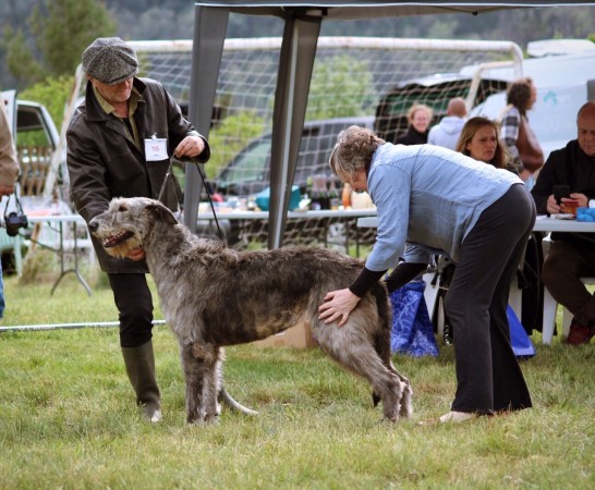 QUILLAN RALIE 2019 NATIONALE D’ELEVAGE  IRISH WOLFHOUND